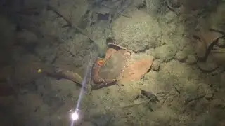 los benimos de pesca nocturna miren cuántas cangrejos 🦀 🦀 