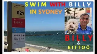 SYDNEY - Swim with Billy. FUN @ Sydney Beach #Sydney #beach #cavoodle #puppy