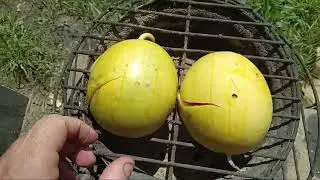 First Melon From The  Garden Golden Midget melon 🍈
