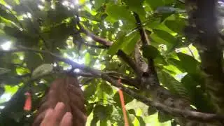 Top working on cacao