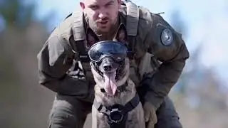 Tactical Dog Obedience Training💪Smart & Strong Partner!#DogTraining#TacticalDog#Dog