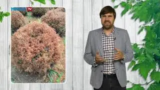 Спасаем сгоревшие туи!