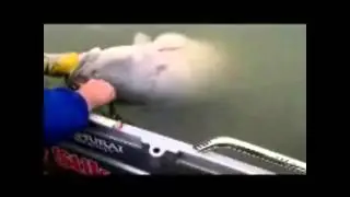 Murray Cod 120cm plus!! BP Eastside Bait & Tackle
