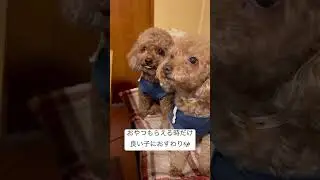 ⭐︎よいこなチプデ⭐︎ #犬 #犬のいる生活 #犬のいる暮らし #犬のおやつ #いぬ #いぬのいる生活 #いぬのきもち #いぬとの暮らし #トイプードル #トイプードル生活