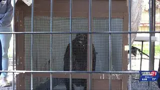 Doing well: Young bald eagle undergoes treatment from severe lead poisoning, Think Wild ...