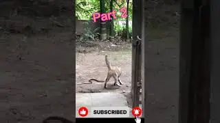 Cobra Snake attack on Cat | Part 2 #shorts