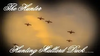 The Hunter : Hunting Mallard Duck