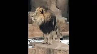 Lions Voices