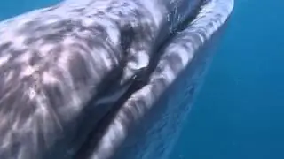 Vertical suction feeding in a whale shark