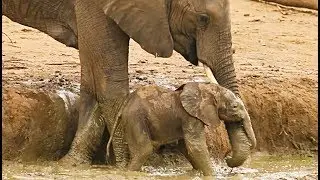 Elephants Rescuing / Protecting Calves - Compilation (Ep 1)