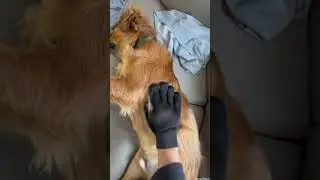 THE GROOMING HACK YOU NEED! 🧤✨🐶