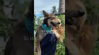 This Thai street dog was abandoned, but now all he knows is love ❤️ #rescuedog #streetdog
