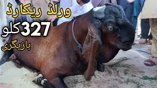 World record 327kg  heavy weight bakra win bakra show 2022
