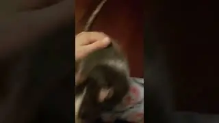 EXTREME popcorn rat