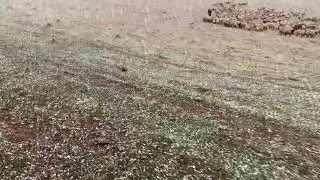 Snowing and sheep are grassing Kurdistan winter
