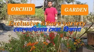 Orchid Garden Nursery l নতুন নতুন প্রজাতির বোগেনভিলার একমাত্র ঠিকানা অর্কিড গার্ডেন নার্সারি।।