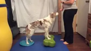 FitPAWS Challenge Week 3 - Weight Shifting
