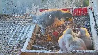 #falcons nest Cam2#70 Review mother bird feeding her chicks in the nest #birds #nature #lovebirds