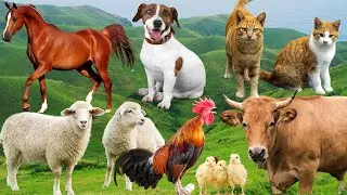 Корм для сельскохозяйственных животных: собака, овца, корова, кошка, свинья, курица, утка, лошадь...