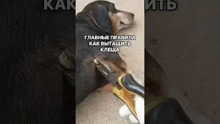 Главные правила как вытащить клеща
