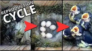 Great Tit&rsquo;s Remarkable 48-Day Reproduction Cycle