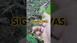 Paglaki ng Sigarilyas #travel #reggaeexperience #dancemusic #dance #automobile #travel #nature