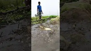 Village Boy Catches Big Catfish in River - Primitive Fishing #fish