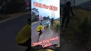 Hand Catching Dog Fail #fail #amazing #pets #streetdogrevival #shorts #catch