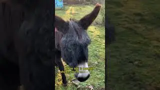 How a Donkey Turned Challenges into Triumph