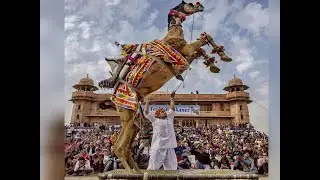 # Amazing Camel Dance # Bikaner Camel Festival  # Part-1