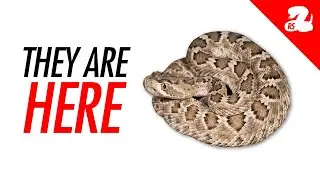 Baby Rattlesnake Season: What You Need to Know
