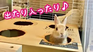 うさぎにダンボールでほら穴風のおもちゃを作ってみました