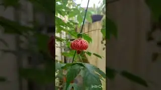 Chinese Lantern flowers bloom in my little  home garden... 🌿