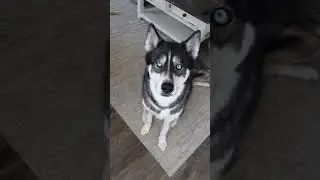 Conversations with Titan! (He talks back a LOT)