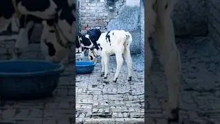 #minibull #cow #fertilitycheck #buffalocheck