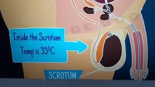 Human male reproductive system- structure and functions