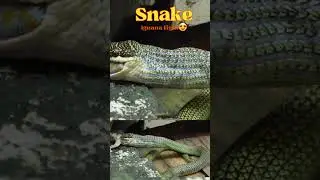 Snake Iguana Fight! #iguana #snakeiguana #shorts #wildlife