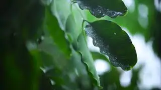 2 Hour Rain ASMR for Sleep | No Talking | Continuous Ambient Sound for Deep Sleep and Peaceful Rest