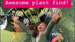Unexpected plant find at your local big box store!