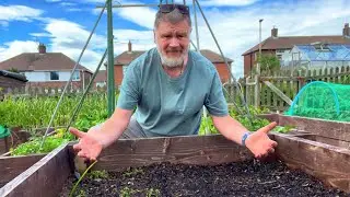 Bitterly Disappointed With My Carrots | Grow Carrots From Seed | Homegrown Carrots