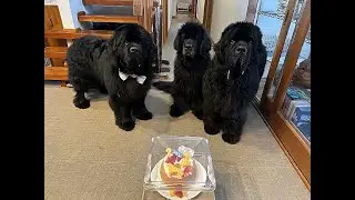 Newfoundland dog Bob's 2nd birthday