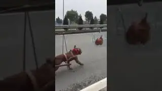 Engineer ka dimag