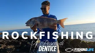 Pesca a Rock Fishing   Big Dentice da Riva ! Che potenza lenze e inneschi per il r&egrave; della scogliera