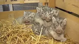 4 Rare White Tiger Cubs With Blue Eyes Cry Out While on Display for First Time