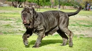 The Great Power of the Titan Neapolitan Mastiff