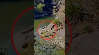 Crocodile  🐊 Trevor&rsquo;s Tank  habitats, lots of 🐊 crocodile which is located in #mountabu #crocodile