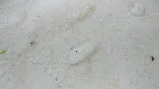 Possible Bigfoot Tracks Found In Olympic National Forest | Pacific NorthWEIRD