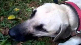 Branco e outros c&atilde;es ao som de Ekena Monteiro. 1o EcoPET, Araraquara
