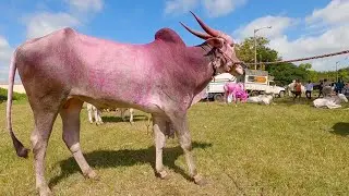 2 teeth Khillar bull for 65 thousands