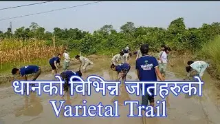 Supply And Quality Control Seed Project (JICA) मार्फत धानको विभिन्न 4 वटा जात हरूको Varietal Trail..